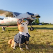 séjour avec chien